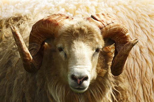 Мериносовая шерсть — шерсть овцы особой породы